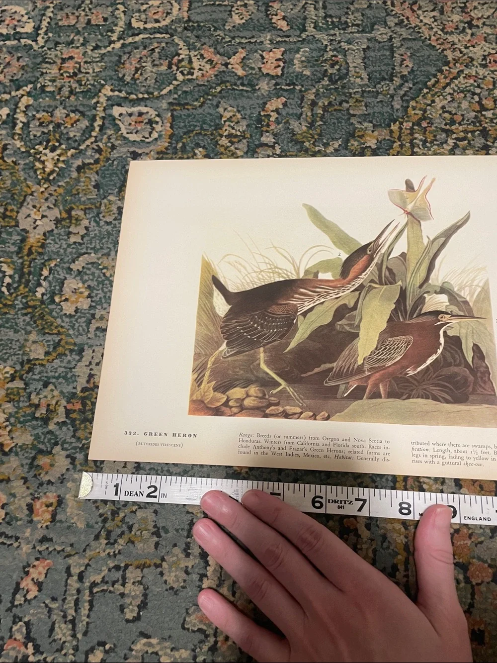 Vintage Green Heron Nature Print Wall Art - Brown and Green